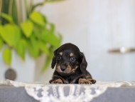 Kaninchen-Dachshund_4020