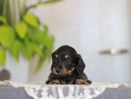 Kaninchen-Dachshund_4021