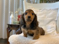 Kaninchen-Dachshund_4021 Kaninchen-Dachshund_4021