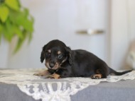 Kaninchen-Dachshund_4025