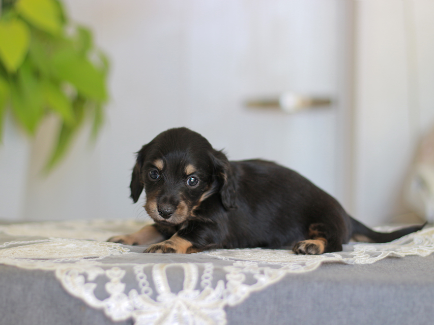 カニンヘン ダックスフンド ジェシー&スルガの子犬 ブライエ 女の子(2)