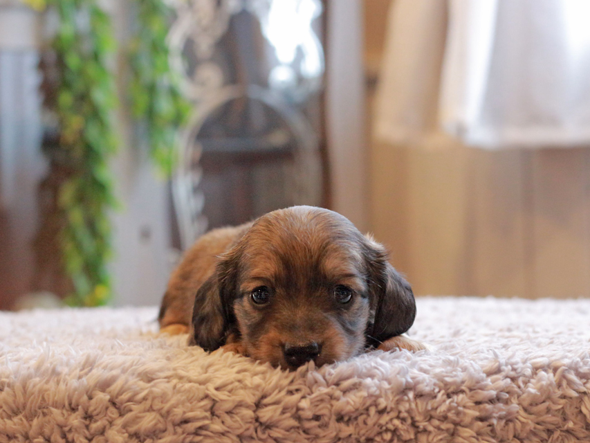 カニンヘン ダックスフンド シオン & ロックスの子犬 シェーデットイエロー(シェーデットクリーム) 女の子Kaninchen-Dachshund_4035 カニンヘン ダックスフンド シオン & ロックスの子犬 シェーデットイエロー(シェーデットクリーム) 女の子