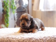 Kaninchen-Dachshund_4047
