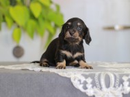 Kaninchen-Dachshund_4048