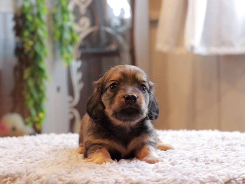 カニンヘン ダックスフンド シオン & ロックスの子犬 シェーデットイエロー(シェーデットクリーム) 女の子Kaninchen-Dachshund_4059 カニンヘン ダックスフンド シオン & ロックスの子犬 シェーデットイエロー(シェーデットクリーム) 女の子