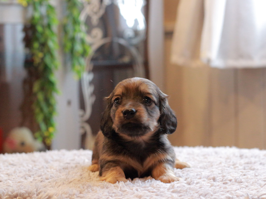 カニンヘン ダックスフンド シオン & ロックスの子犬 シェーデットイエロー(シェーデットクリーム) 女の子Kaninchen-Dachshund_4060 カニンヘン ダックスフンド シオン & ロックスの子犬 シェーデットイエロー(シェーデットクリーム) 女の子