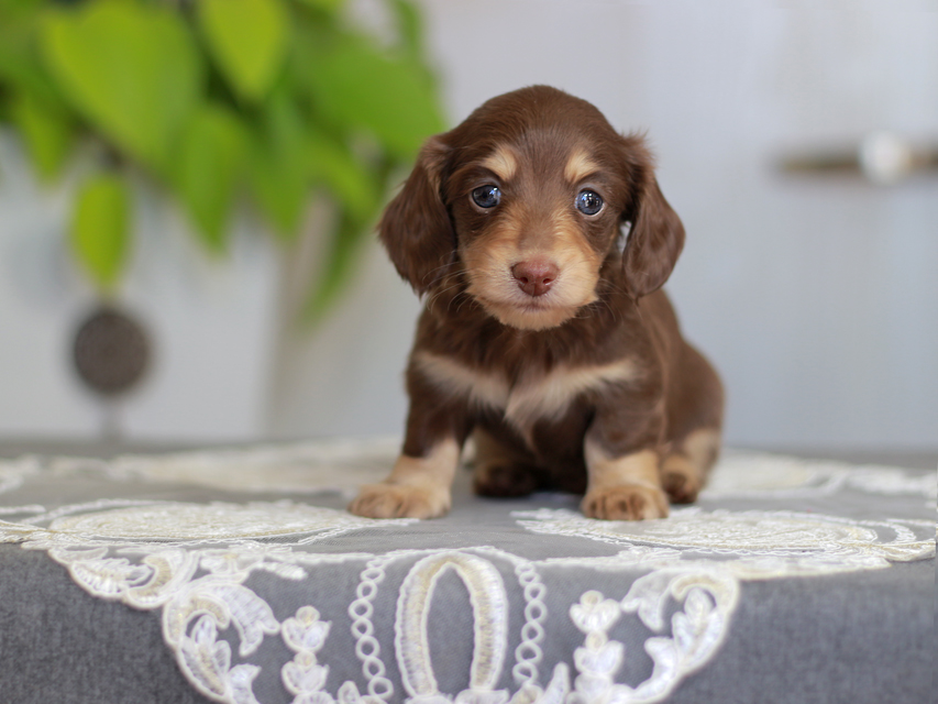 カニンヘン ダックスフンド ジェシー&スルガの子犬 チョコイエ 男の子Kaninchen-Dachshund_4102 カニンヘン ダックスフンド ジェシー&スルガの子犬 チョコイエ 男の子