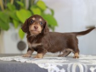 Kaninchen-Dachshund_4109 Kaninchen-Dachshund_4109