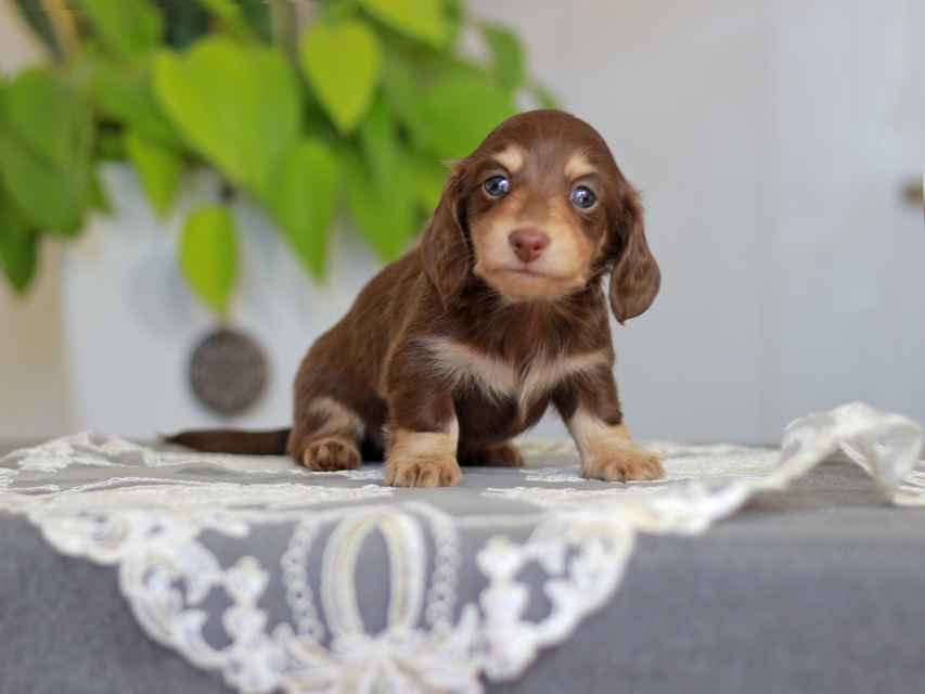 カニンヘン ダックスフンド ジェシー&スルガの子犬 チョコイエ 男の子Kaninchen-Dachshund_4114 カニンヘン ダックスフンド ジェシー&スルガの子犬 チョコイエ 男の子
