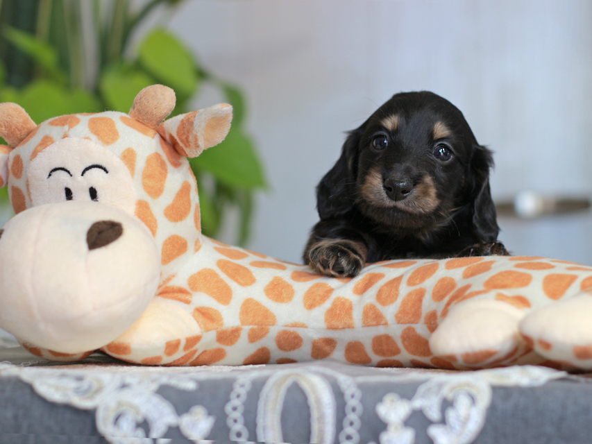 カニンヘン ダックスフンド ジェシー&スルガの子犬 ブライエ 男の子Kaninchen-Dachshund_4127 カニンヘン ダックスフンド ジェシー&スルガの子犬 ブライエ 男の子