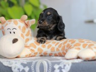 Kaninchen-Dachshund_4131 Kaninchen-Dachshund_4131
