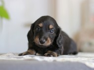 Kaninchen-Dachshund_4137 Kaninchen-Dachshund_4137