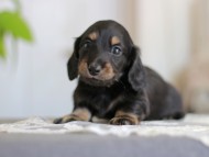Kaninchen-Dachshund_4138 Kaninchen-Dachshund_4138