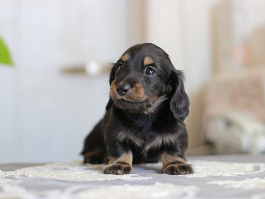 カニンヘン ダックスフンド ジェシー&スルガの子犬 ブライエ 男の子Kaninchen-Dachshund_4141 カニンヘン ダックスフンド ジェシー&スルガの子犬 ブライエ 男の子