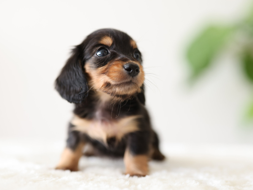 カニンヘン ダックスフンド ラミ & スルガの子犬 ブラックイエロー（ブラッククリーム） 女の子