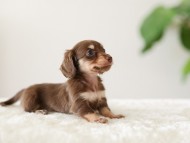 Kaninchen-Dachshund_6483441 Kaninchen-Dachshund_6483441