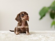 Kaninchen-Dachshund_6483441