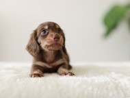 Kaninchen-Dachshund_6483441b