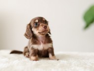 Kaninchen-Dachshund_6483441bb Kaninchen-Dachshund_6483441bb
