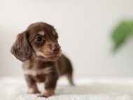 Kaninchen-Dachshund_6483441bb