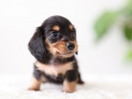 Kaninchen-Dachshund_6483441bbb