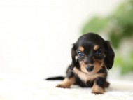 Kaninchen-Dachshund_6487327