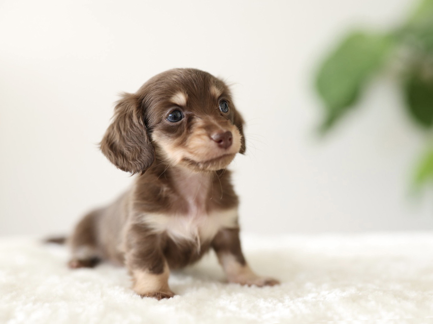 カニンヘン ダックスフンド ラミ & スルガの子犬 チョコイエロー（チョコクリーム） 女の子（1）