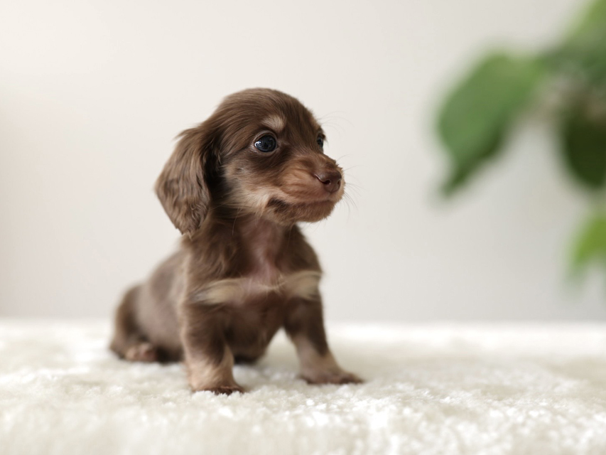 カニンヘン ダックスフンド ラミ & スルガの子犬 チョコイエロー（チョコクリーム） 女の子（2）
