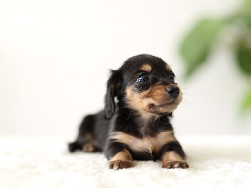 カニンヘン ダックスフンド ラミ & スルガの子犬 ブラックイエロー（ブラッククリーム） 女の子