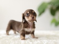 Kaninchen-Dachshund_6487327b Kaninchen-Dachshund_6487327b