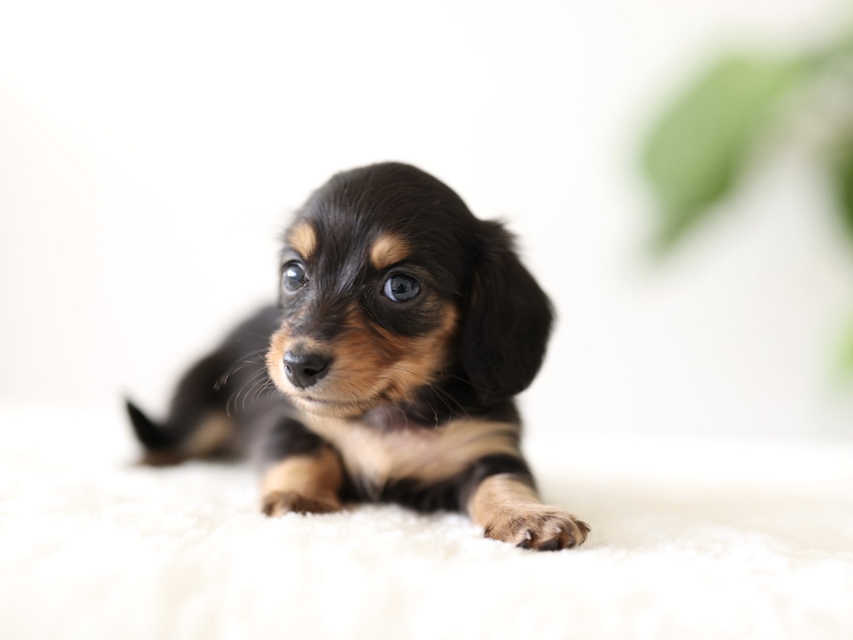 カニンヘン ダックスフンド ラミ & スルガの子犬 ブラックイエロー（ブラッククリーム） 女の子