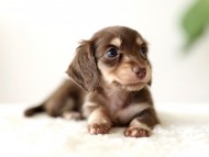 ラミ & スルガの子犬 チョコイエロー（チョコクリーム） 女の子（1）