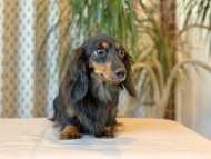 Kaninchen-Dachshund_8951 Kaninchen-Dachshund_8951