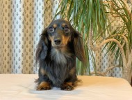 Kaninchen-Dachshund_8958