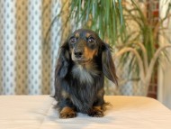 Kaninchen-Dachshund_8959 Kaninchen-Dachshund_8959