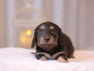 Kaninchen-Dachshund_9227 Kaninchen-Dachshund_9227