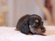 Kaninchen-Dachshund_9234