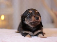 Kaninchen-Dachshund_9237 Kaninchen-Dachshund_9237