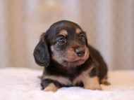 Kaninchen-Dachshund_9238