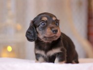 Kaninchen-Dachshund_9248 Kaninchen-Dachshund_9248