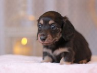 Kaninchen-Dachshund_9252 Kaninchen-Dachshund_9252
