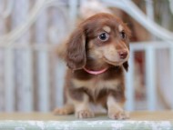 Kaninchen-Dachshund_9255