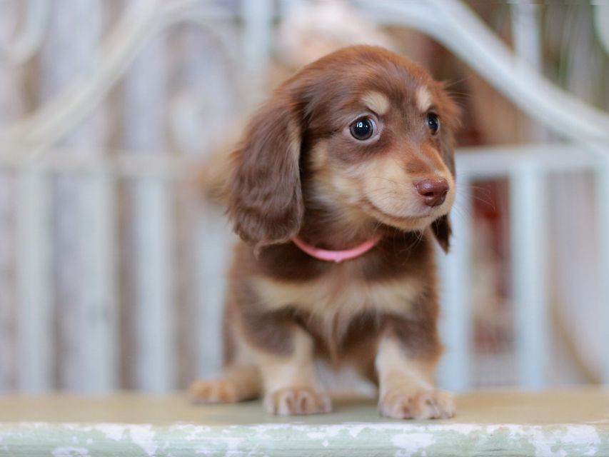 カニンヘン ダックスフンド 小町&ナイトの子犬 チョコイエロー 女の子(1)Kaninchen-Dachshund_9255 カニンヘン ダックスフンド 小町&ナイトの子犬 チョコイエロー 女の子(1)