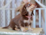 Kaninchen-Dachshund_9268
