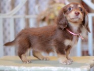Kaninchen-Dachshund_9269