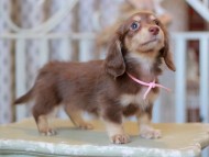 Kaninchen-Dachshund_9276