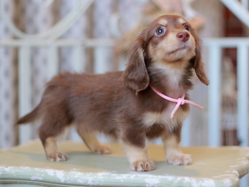 カニンヘン ダックスフンド 小町&ナイトの子犬 チョコイエロー 女の子(1)Kaninchen-Dachshund_9276 カニンヘン ダックスフンド 小町&ナイトの子犬 チョコイエロー 女の子(1)