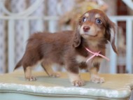 Kaninchen-Dachshund_9280