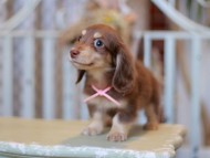 Kaninchen-Dachshund_9281