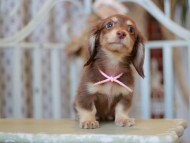 Kaninchen-Dachshund_9293